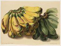 BB+ 007
<br/>
Pisang radja en Pisang kapok
<br/>
<em>Koning, Elisabeth Johanna (1816-1887)</em>